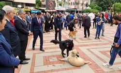 Protokolün sokak köpekleriyle imtihanı! Ne yaptılarsa uzaklaştıramadılar